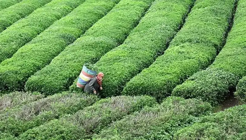 Bayramda ÇAYKUR'dan Müjdeli Haber: Yaş Çay Alımına Devam!
