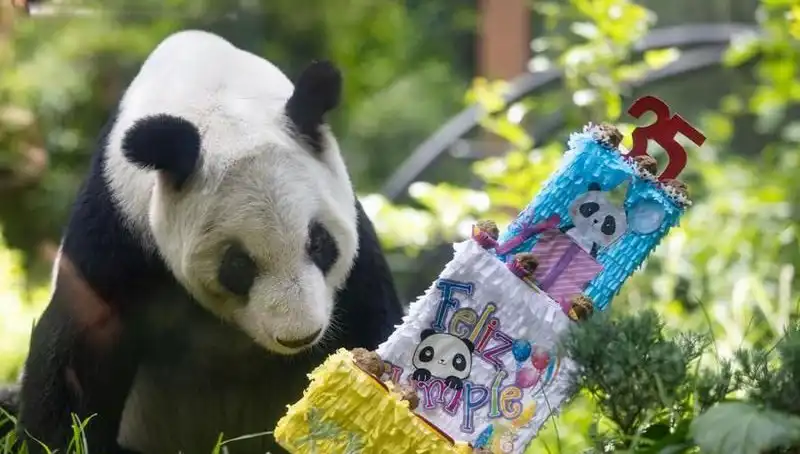 35 Yıllık Dev Panda Xin Xin Heyecanla Yaş Gününü Kutladı!