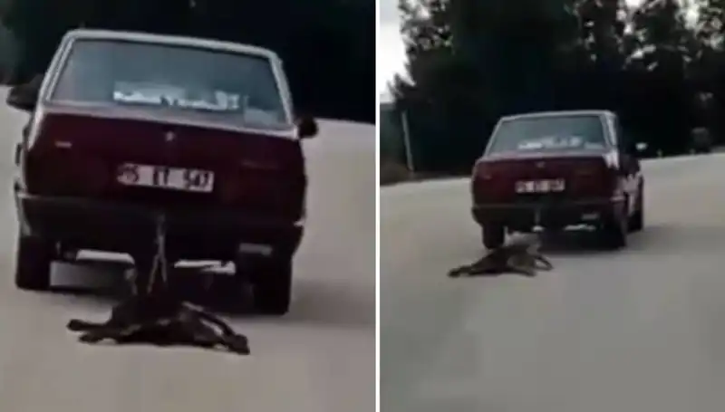 Aracının Arkasına Bağladığı Köpeği Sürükleyen Şok Edici Olay!