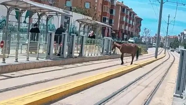 Eskişehir Tramvay Raylarında Baş Belası: Başıboş At Neden Yürüyüşe Çıktı?