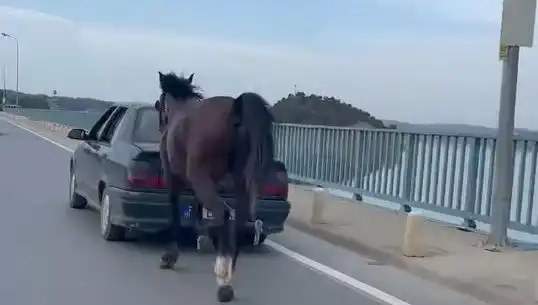Adana'da Atlara Eziyet Eden Kişi Tutuklandı, Yaşananlar Şok Edici!