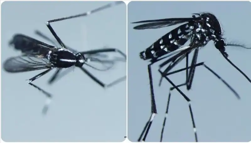 Chikungunya Virüsü Nedir? Belirtileri ve Etkilediği Ülkeler Hakkında Her Şey