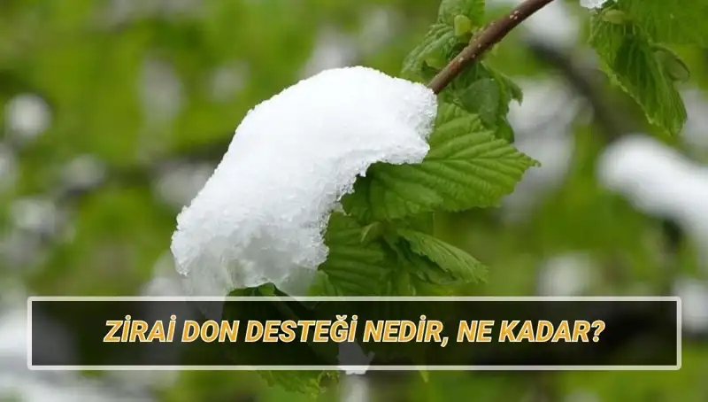 Zirai Don Desteği: İllere Göre Destek Miktarları ve Başvuru Şartları