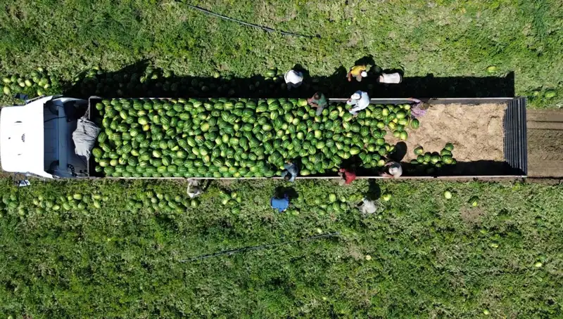Bafra Ovası'nda Karpuz Hasadı Rekoru: 94 Bin 500 Ton Bekleniyor