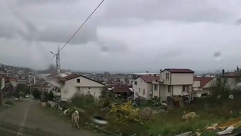 Sahipsiz Köpeklerin Saldırısı! 5 Yaşındaki Çocuk Ağır Yaralandı
