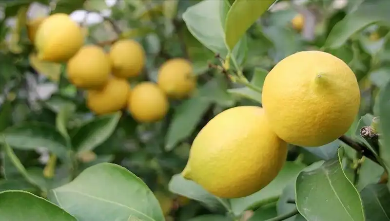 Limon Fiyatlarında Şok Artış: Adedi Neden 24 Lira?