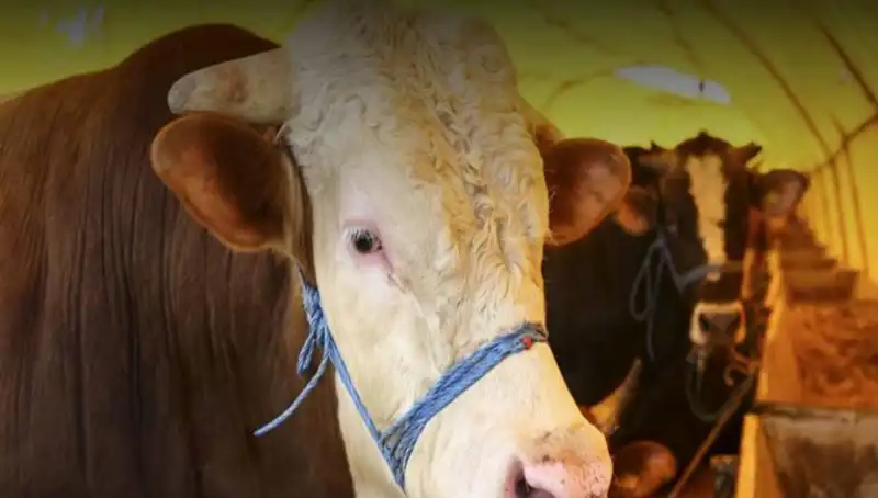 Akika Kurbanı Nedir? Bilinmeyen Yönleri ve Kesim Zamanı