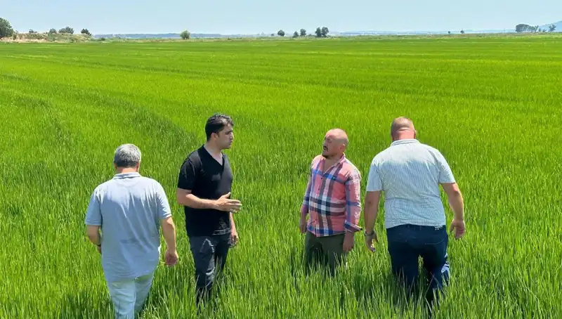 Çeltik Tarlaları Yeşil Bir Deniz Oluyor: Rekor Hasat Beklentisi Şaşırtıyor