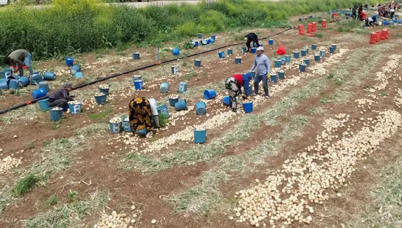 Soğan Hasadı Başladı: Fiyatlar Düşerken Üreticiler Ne Yapacak?