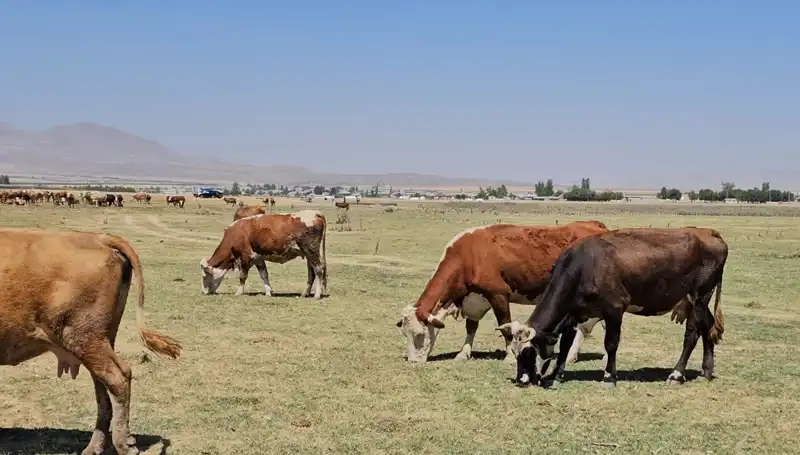 Arin Gölü Kurudu: Bölge Halkı İçin Su Sıkıntısı Tehdidi!