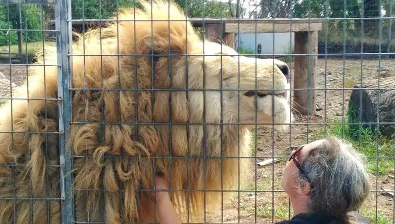 Avustralya'da Aslan Saldırısı! Kadının Kolunu Kafesten Kaptı