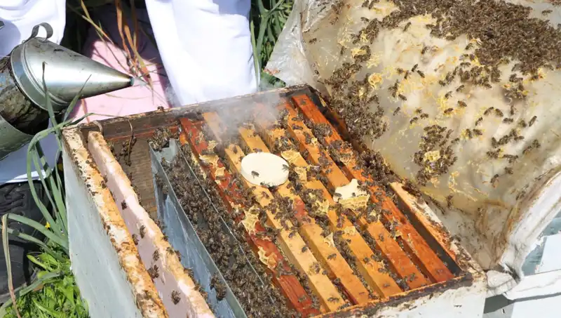 Genç Arıcıdan Yurt Dışına Bal İhracatı: Ata Mesleği Canlanıyor
