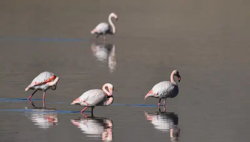 Kuş Cenneti Kuraklıkla Sarsıldı: Flamingo Popülasyonu Tehlikede