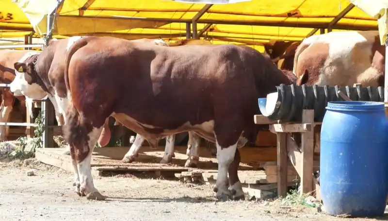 Kurban Pazarlarında Hareketlilik: Alıcılar ve Satıcılar El Ele